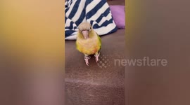 Adorable parrot shows off dance moves and sings along owner
