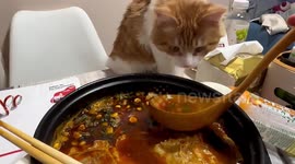 Fussy cat turns her head away in disgust after sniffing owner’s soup