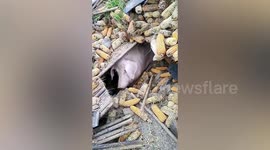 Strong-willed pig survives 45 days under collapsed house due to earthquake in China