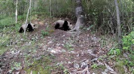 Rare footage of panda mother and son wandering in nature reserve in China