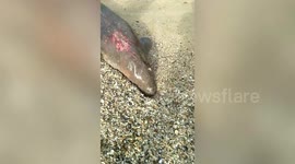 Thai villagers save stranded and injured dugong from certain death