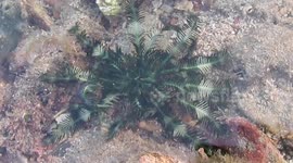 Snorkeling tourist confused when deep-ocean plant crawled across seabed in Myanmar
