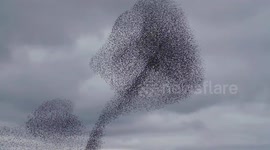 Mesmerising murmuration escape bird of prey in Cumbria, England
