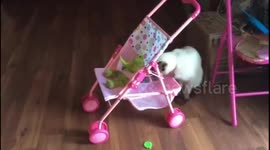 Cat Pushing her baby in a a doll stroller, and let’s nothing get in her way