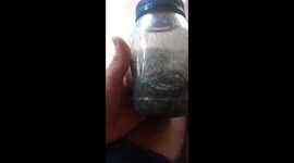 Samoan delicacy