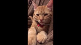 Our kitten Mammouth relaxed and ready to go to sleep