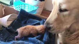 Adorable protective dog adopts stray kitten found abandoned in a field