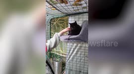 Cat missing for six years reunited with owners after being presumed dead