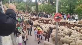 Hundreds of sheep and goats cross the center of Madrid for the annual Transhumance Festival