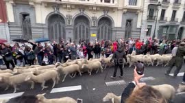 Transhumance Festival - Madrid 2022