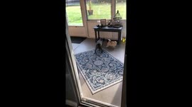 Pugs gone wild