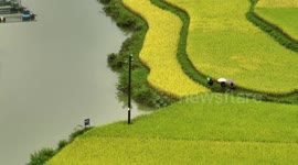 Drone Footage Of Pingjiang Village Autumn Harvest, China