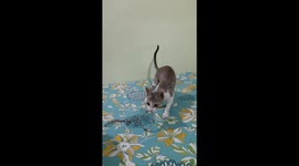 CUTE LITTLE PET KITTEN  PLAYING THREAD IN INDIA , ANIMAL  LIFE