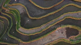 Nanfeng Colorful Rice Terraces In Congjiang County, China