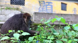 Rescued one-armed monkey interacts with tourists in China