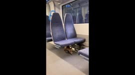 Wild fox travels on London Thameslink train