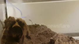 Arizona blonde Trantula Spider was sitting still in its house enclosure