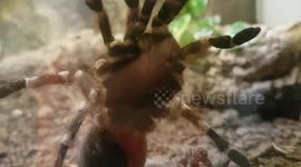 White Knee Trantula Spider clinging onto the glass window looking out