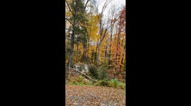 Our Alaskan Malamutes enjoying their walk in the woods admiring the Autumn colours