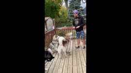 Our Alaskan Malamutes like to do tricks for their treats because they are working dogs