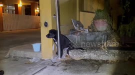Labrador puppy rescued after sticking head through metal gate