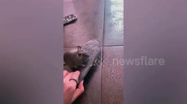 Cheeky pet rat caught stealing girl's slippers in Ukraine