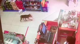 Stray dog steals sausage twice from shop