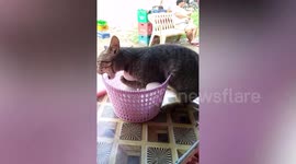 Curious pet kitten warms chicken eggs in basket