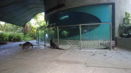 Wild otters fascinated at fish twice their size at aquarium in Singapore