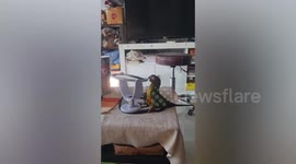 Playful parrot spins around small table mirror while looking at reflection