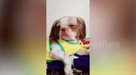 Pet Shih Tzu dog has hilariously grumpy look after disappointing haircut