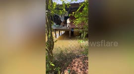 Determined pet cat makes giant leap across flood reach food