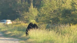 Brother bears have a shoving match in eastern North Carolina