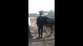 Talking to a cow and showing love and appreciation to animals in South Africa