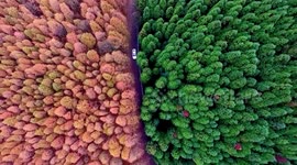 Chinese forest splits evenly into two colours during dazzling autumn change