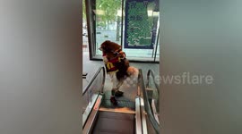Frightened Malamute gets carried by owner up escalator in China