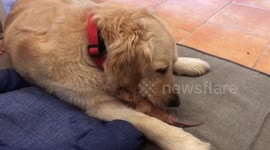 Golden retriever 'adopts' newborn kitten in adorable nuzzling clip