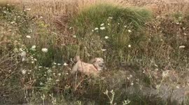 Golden Retriver takes a mud bath