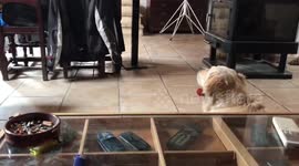 Golden retriever receives online classes during confinement