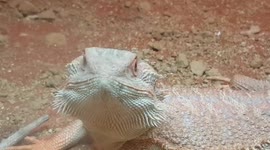bearded dragons keeping warm together in the house enclosure tank