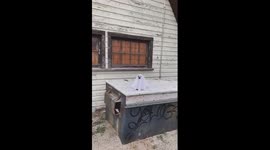 Adorable Chihuahua proves ghosts are real