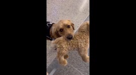 Heartwarming clip shows service dog taking stuffed animal onboard flight