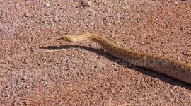 Prairie Rattlesnake Crossing the dirt road in New Mexico