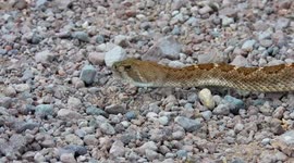 One Eyed Western Diamondback crossing the dirt road in New Mexico