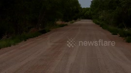 Javalina crossing the Road in New Mexico forgets about her babies and has to go back and get them