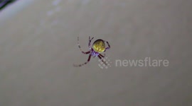 Creepy Barn Spider building her web in my backyard in New Mexico