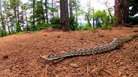 Hissing gopher snake makes stand against photographer in New Mexico