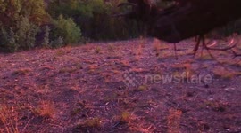 This elk's piercing scream sounds like something from a horror film