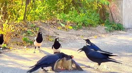 Chinese motorist rescues red-billed blue magpie that was being attacked by crows