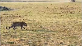 Leopard mum and cub outwit hyena to take back food it had stolen from them earlier